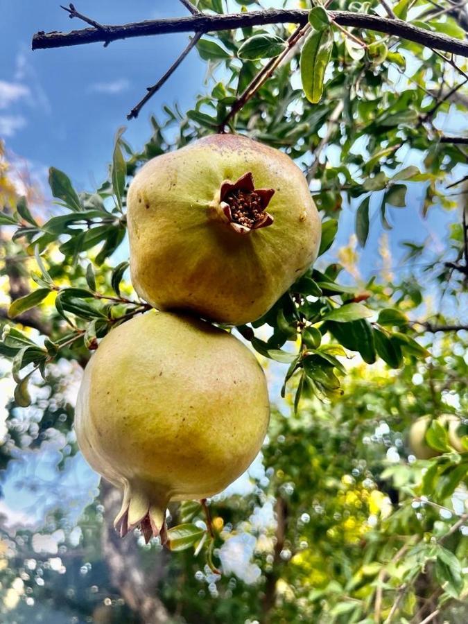 Olive Sense Villa Afantou Eksteriør bilde